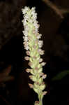 Downy rattlesnake plantain